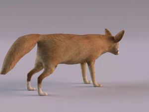 Modelo zorro fennec Modelo 3D