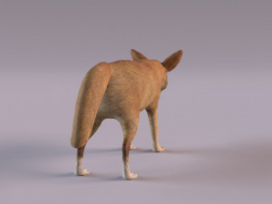 Fennec fox model 3D Model