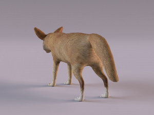 Fennec fox model 3D Model