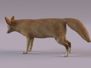 Fennec fox model 3D Model