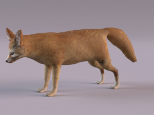 Fennec fox model 3D Model