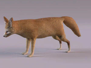 Modelo zorro fennec Modelo 3D