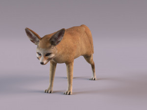 Fennec fox model 3D Model