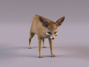 Fennec fox model 3D Model