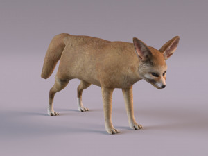 Fennec fox model 3D Model
