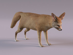 Fennec fox model 3D Model