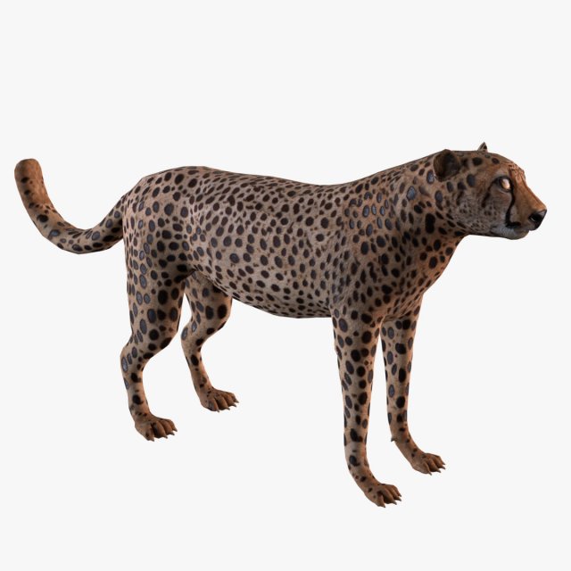 Cheetah 3D Model .c4d .max .obj .3ds .fbx .lwo .lw .lws