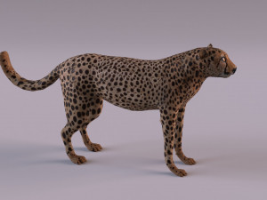 Cheetah 3Dモデル