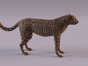Cheetah 3Dモデル