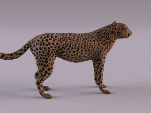 Cheetah 3Dモデル