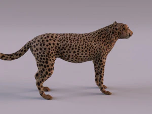 चीता 3D मॉडल