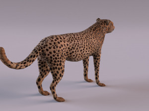 Cheetah 3Dモデル