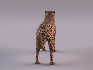 Cheetah 3Dモデル