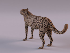 Cheetah 3Dモデル