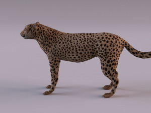Cheetah 3Dモデル