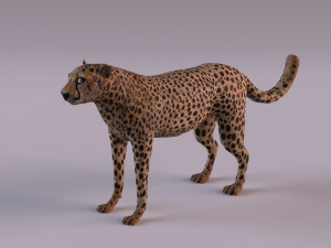 Cheetah 3Dモデル