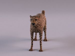 Cheetah 3Dモデル