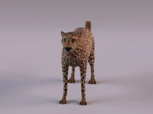 चीता 3D मॉडल