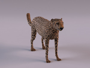 Cheetah 3Dモデル