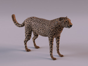 Cheetah 3Dモデル