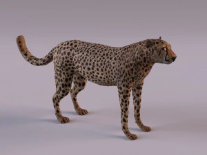 चीता 3D मॉडल