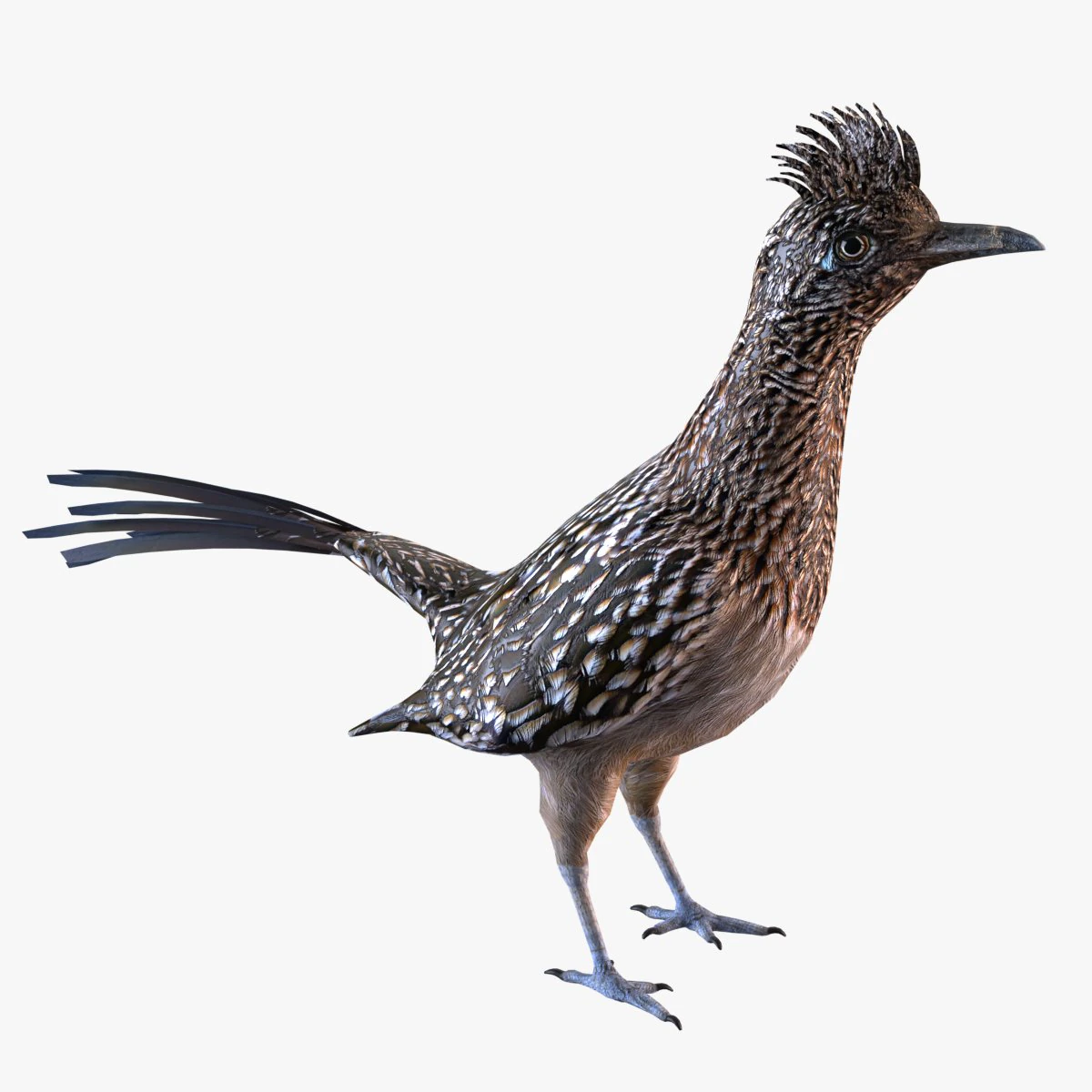 Roadrunner 3D Model .c4d .max .obj .3ds .fbx .stl .blend