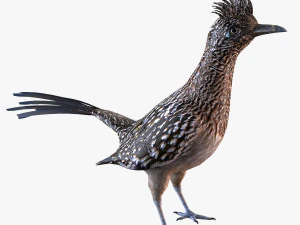 Roadrunner 3D Model