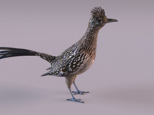 Roadrunner Model 3D