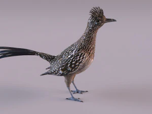 Roadrunner 3D Model