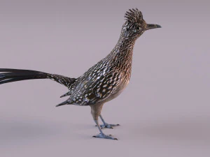 Roadrunner 3D Model