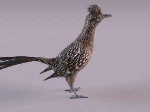 Roadrunner Model 3D