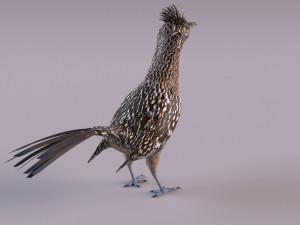 Roadrunner Model 3D