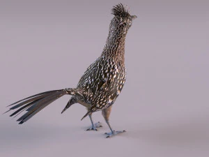 Roadrunner 3D Model