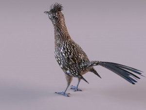 Roadrunner Model 3D