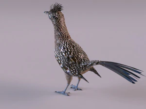 Roadrunner 3D Model