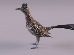 Roadrunner Model 3D