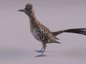 Roadrunner 3D Model