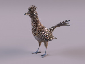 Roadrunner Model 3D