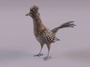 Roadrunner 3D Model