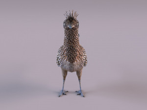 Roadrunner Model 3D