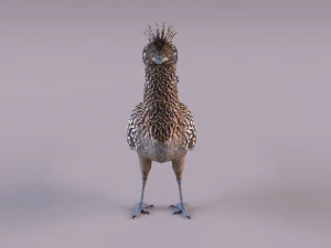 Roadrunner 3D Model