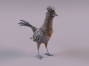 Roadrunner Model 3D