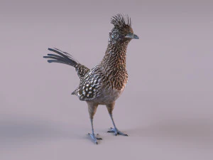 Roadrunner 3D Model