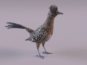 Roadrunner Model 3D