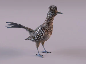 Roadrunner 3D Model