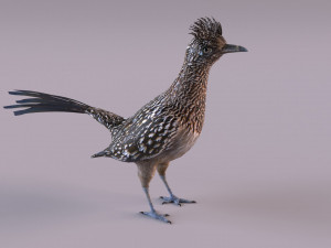 Roadrunner Model 3D