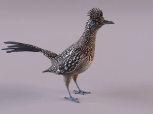 Roadrunner 3D Model