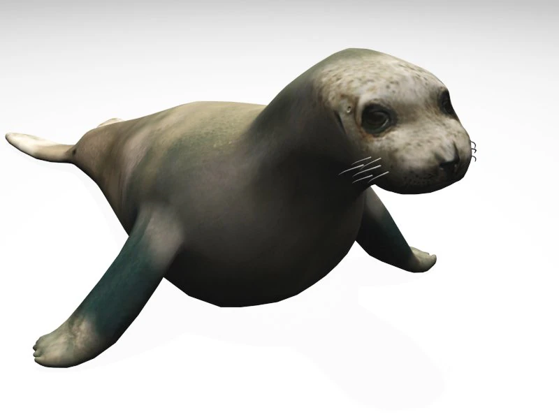 foca Modello 3D .c4d .max .obj .3ds .fbx .stl .blend 