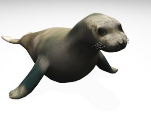 seal Model 3D