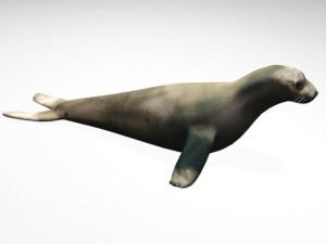 seal 3D Модель